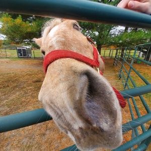 Meet your Posher, Levi